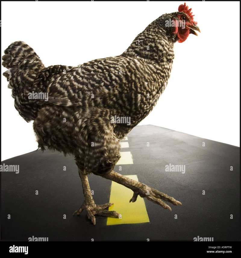 Guida a chicken road gioco