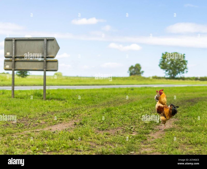 Speel het Populairste Gokspel in Nederland: De Chicken Road Casino Erfaringen in Netherlands